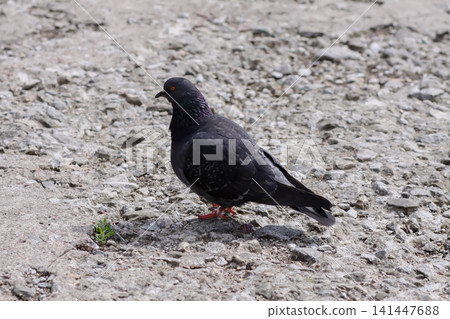 Detailed view of a pied pigeon with dark plumage and expressive appearance. Detailed view of a pied pigeon with dark plumage and expressive appearance. 141447688