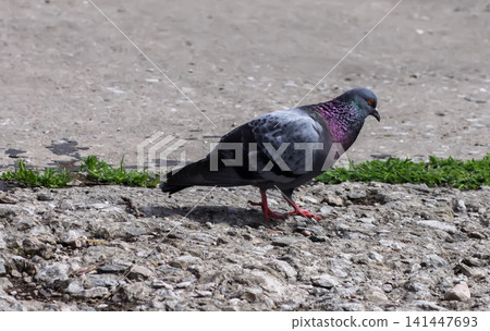 City bird portrait featuring a piebald Columba livia with contrasting white and dark patches. 141447693