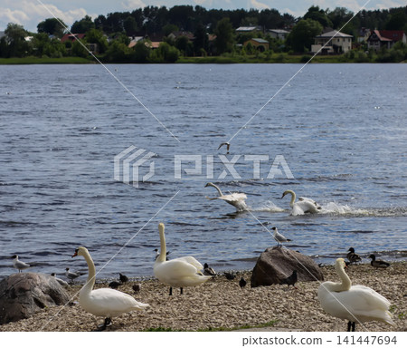 Mute swan standing near mallard ducks on a gravel-covered riverside with natural stone textures. 141447694