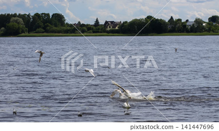 Cygnus olor swimming and splashing in a river with dynamic water movement and ripples. 141447696