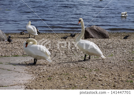 Swan and duck coexistence scene on a riverbank with beige and grey dolomite gravel underfoot. 141447701