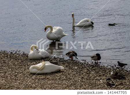 Cygnus olor beside wild ducks on a stony shoreline with calm water reflections. Cygnus olor beside wild ducks on a stony shoreline with calm water reflections. 141447705