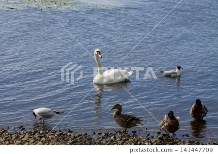 White swan and ducks on shoreline in a peaceful natural river environment. 141447709