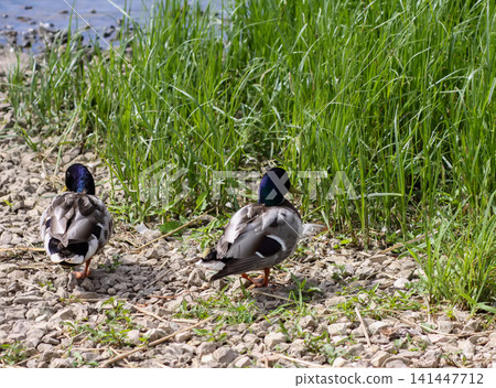 Calm wildlife moment showing a female ducks beside a pond. Calm wildlife moment showing a female ducks beside a pond. 141447712