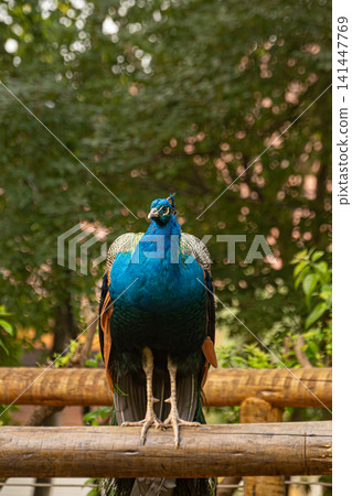 Peacock, beautiful details of a magnificent peacock in a park in Brazil, selective focus. Peacock, beautiful details of a magnificent peacock in a park in Brazil, selective focus. 141447769