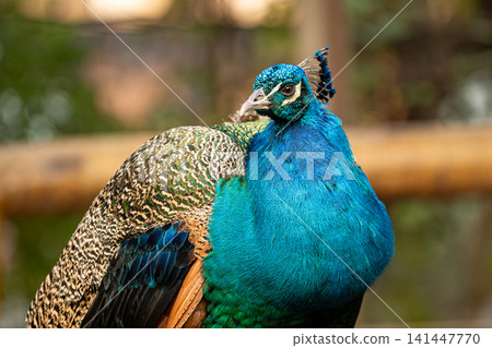 Peacock, beautiful details of a magnificent peacock in a park in Brazil, selective focus. 141447770