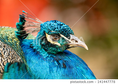 Peacock, beautiful details of a magnificent peacock in a park in Brazil, selective focus. Peacock, beautiful details of a magnificent peacock in a park in Brazil, selective focus. 141447778