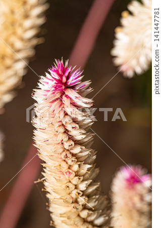 Foxtail (Ptilotus exaltatus), a beautiful flower with stunning colors in a lovely garden in Brazil, macro photo, selective focus. Foxtail (Ptilotus exaltatus), a beautiful flower with stunning colors in a lovely garden in Brazil, macro photo, selective focus. 141447781