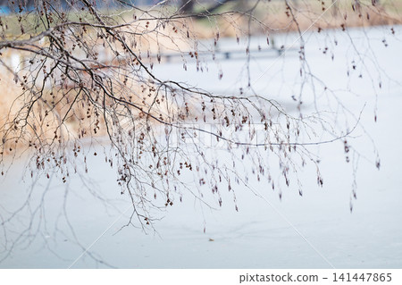 winter bare branches 141447865