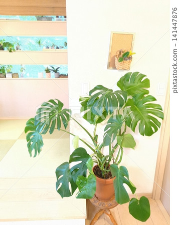 8 吋盆栽的龜背竹(植物),尺寸較大,葉片深裂,非常適合室內客廳裝飾。 8 吋盆栽的龜背竹(植物),尺寸較大,葉片深裂,非常適合室內客廳裝飾。 141447876