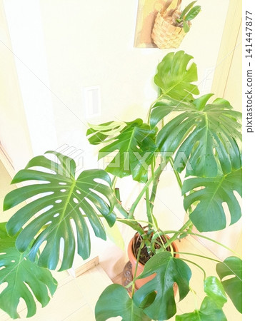 8 吋盆栽的龜背竹(植物),尺寸較大,葉片深裂,非常適合室內客廳裝飾。 8 吋盆栽的龜背竹(植物),尺寸較大,葉片深裂,非常適合室內客廳裝飾。 141447877