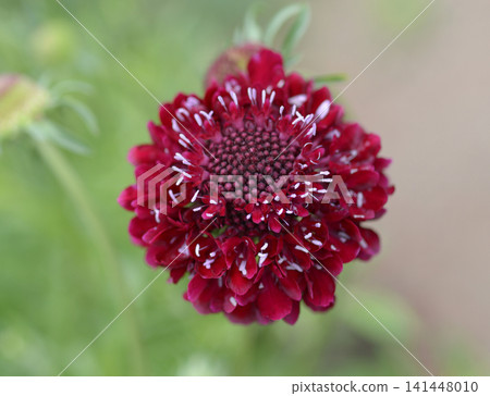 藍盆花“胭脂紅” 141448010