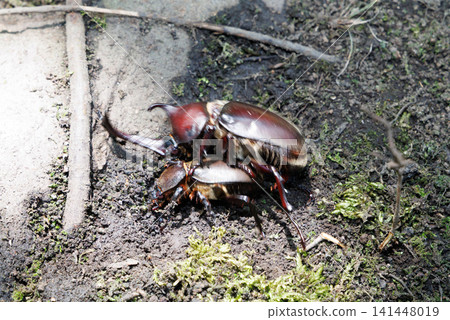 Beetle courtship behavior Beetle courtship behavior 141448019