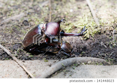 Beetle courtship behavior Beetle courtship behavior 141448023
