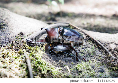 Beetle courtship behavior Beetle courtship behavior 141448029