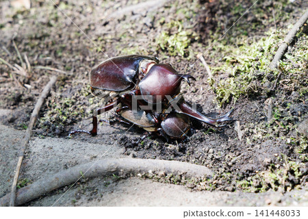 Beetle courtship behavior Beetle courtship behavior 141448033