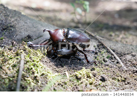Beetle courtship behavior Beetle courtship behavior 141448034