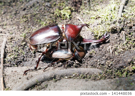Beetle courtship behavior Beetle courtship behavior 141448036