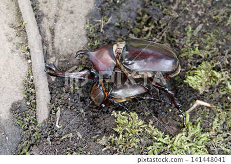 Beetle courtship behavior Beetle courtship behavior 141448041