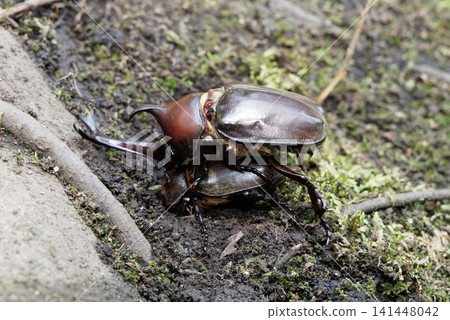 Beetle courtship behavior Beetle courtship behavior 141448042