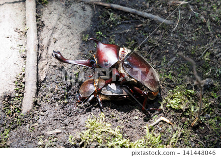 Beetle courtship behavior Beetle courtship behavior 141448046
