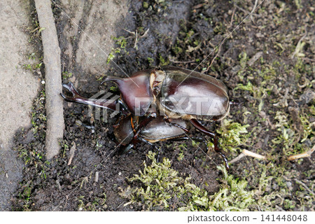 Beetle courtship behavior Beetle courtship behavior 141448048