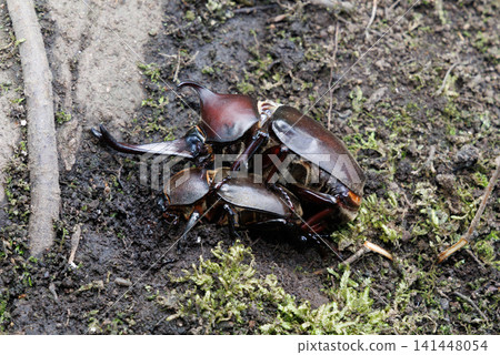Beetle courtship behavior 141448054