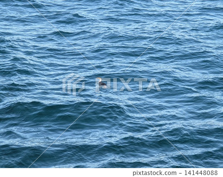 Magellanic Cormorant Swimming in Blue Water of Beagle Channel Magellanic Cormorant Swimming in Blue Water of Beagle Channel 141448088