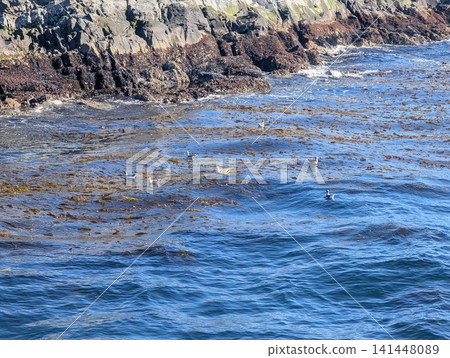 Kelp Gulls Floating Among Seaweed Near Rocky Shore 141448089
