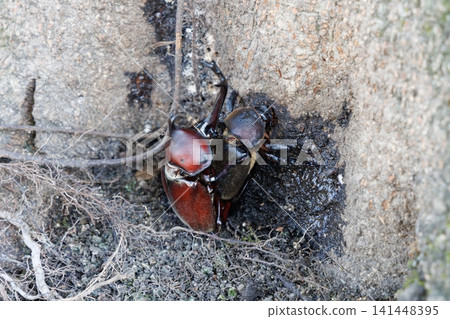 Beetle courtship behavior Beetle courtship behavior 141448395