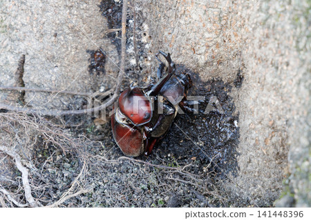 Beetle courtship behavior Beetle courtship behavior 141448396