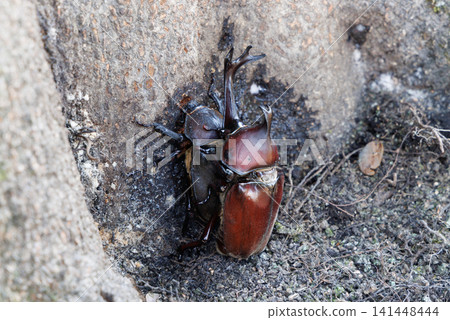 Beetle courtship behavior Beetle courtship behavior 141448444