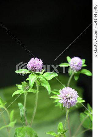 Close-up of red clover Close-up of red clover 141448490