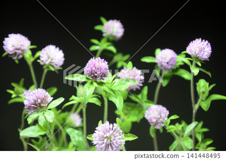 Close-up of red clover Close-up of red clover 141448495