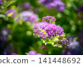 Abstract Bokeh Purple Flowers Dreamy Nature Background Photo 141448692