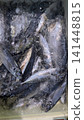 Fish shop scene: Horse mackerel pickled in ice 141448815