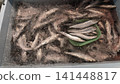 Fresh sardine for sashimi 141448817