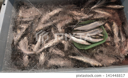 Fresh sardine for sashimi 141448817
