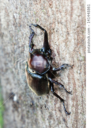 Beetle sticking to trees Beetle sticking to trees 141448861