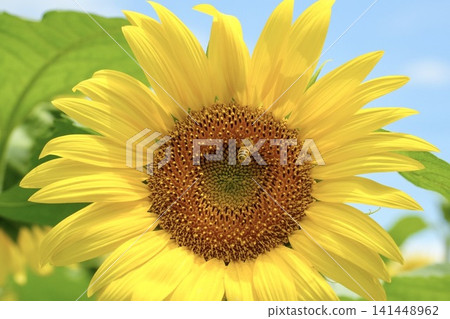A large sunflower and a bee sipping nectar against a blue sky background. 141448962