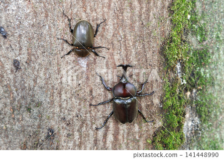 Beetle licking sap Beetle licking sap 141448990