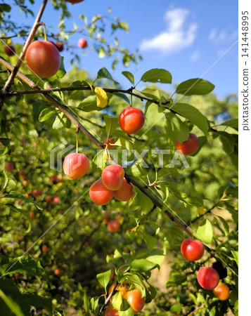 A branch of ripe red cherry plums or plums in the garden on a sunny day. A branch of ripe red cherry plums or plums in the garden on a sunny day. 141448995