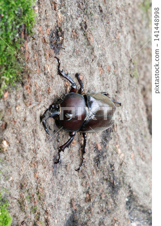 Beetle licking sap Beetle licking sap 141448998