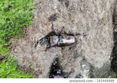 Beetle licking sap Beetle licking sap 141448999