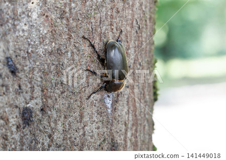 Beetle licking sap Beetle licking sap 141449018