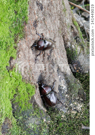 Beetle licking sap Beetle licking sap 141449019