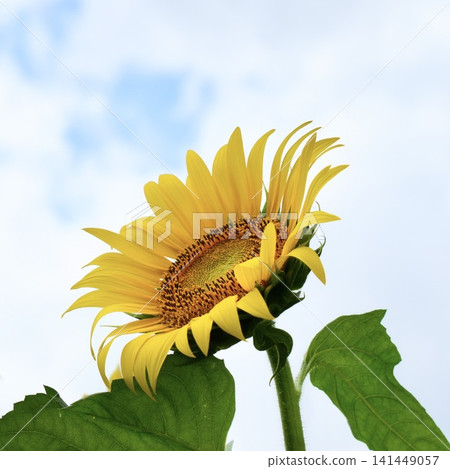 Sunflowers blooming towards the sky, summer sky Sunflowers blooming towards the sky, summer sky 141449057