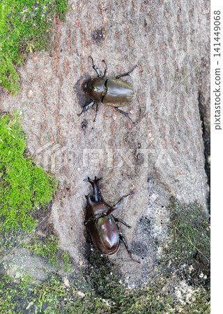 Beetle licking sap Beetle licking sap 141449068