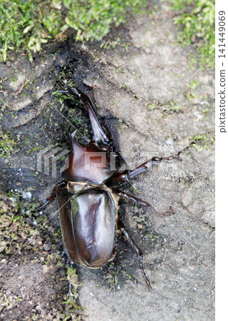Beetle licking sap Beetle licking sap 141449069