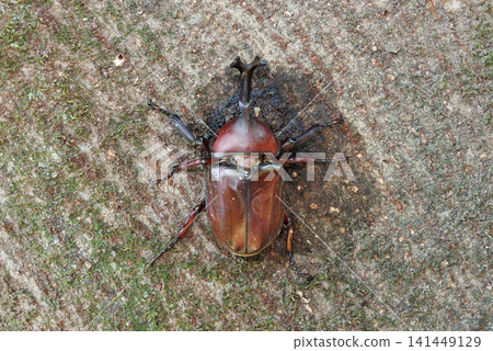 Beetle licking sap Beetle licking sap 141449129